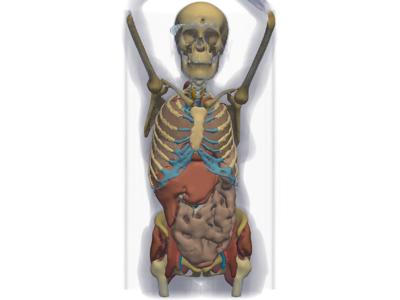 Baseline: pyvista-examples-downloads-download_whole_body_ct_female-51cf66df56b405fd_00_00