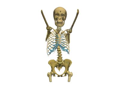 Generated: sphx_glr_anatomical_groups_007